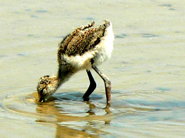 - Parc natural de s’Albufera