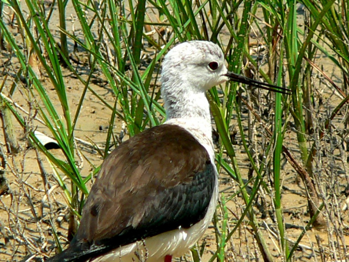 - Parc natural de s’Albufera