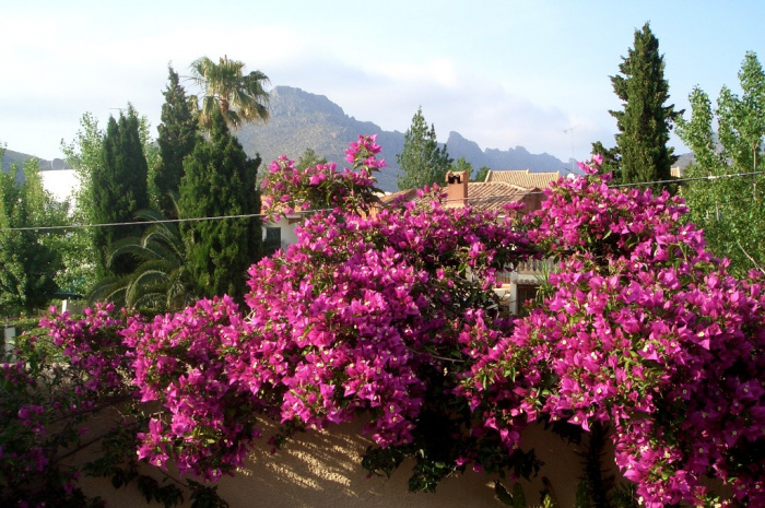 - Blumenpracht i.d. Bucht von Pollenca