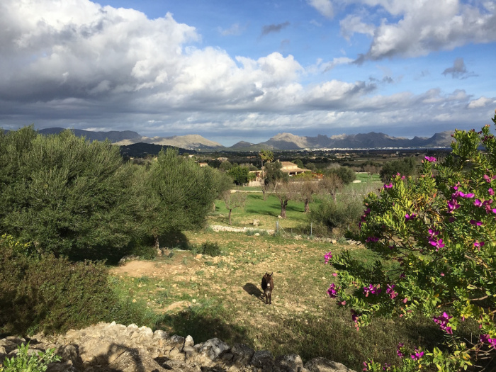 Blick auf die Bucht von Pollenca/Alcudia mit 'Luisa'