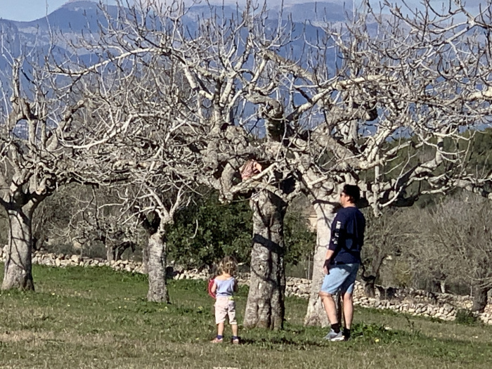 Mandelbäume bei Finca Las Higueras