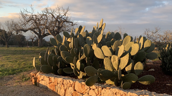 Montuïri - Blick von Finca Las Higueras: in der Abendsonne