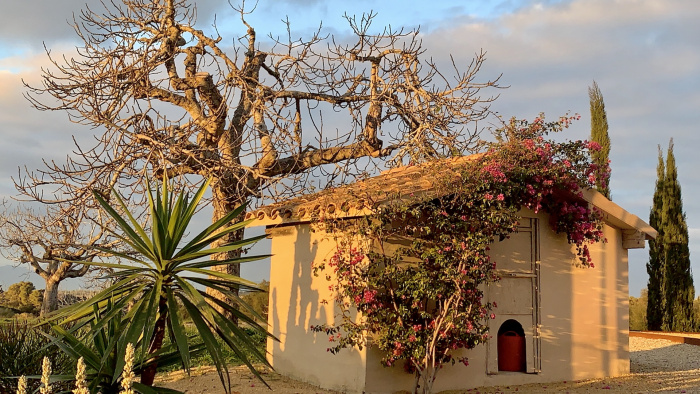 Montuïri - bei Finca Las Higueras: Abendsonne