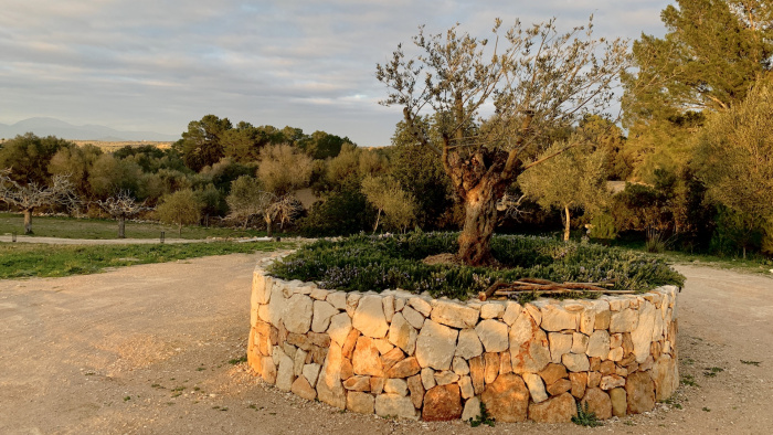 Montuïri - vor Finca Las Higueras: in der Abendsonne
