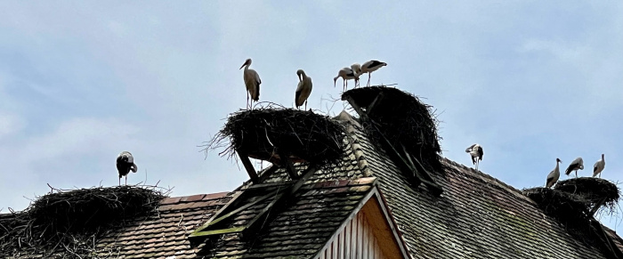 Bauernhof am Affenfelsen bei Salem