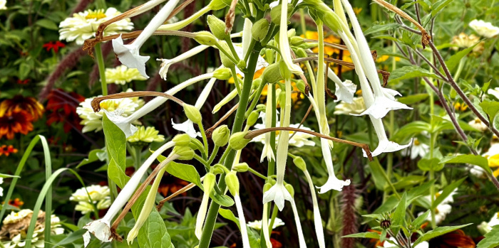 Tabakblüten in der Landesgartenschau
