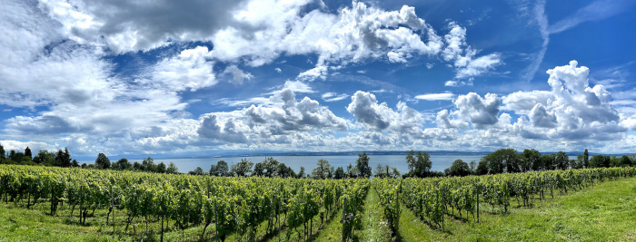 a.d. Höhenweg i.d. Weinbergen bei Meersburg